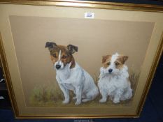 A pastel portrait of two Terriers, signed Mary Browning,