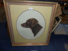 A pastel portrait of a retriever dog, signed Mary Browning, 46 cms x 40 cms.