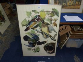 A framed J.J. Audubon print, no. 42, plate CCVI 'Summer, or Wood Duck', 39" x 26".