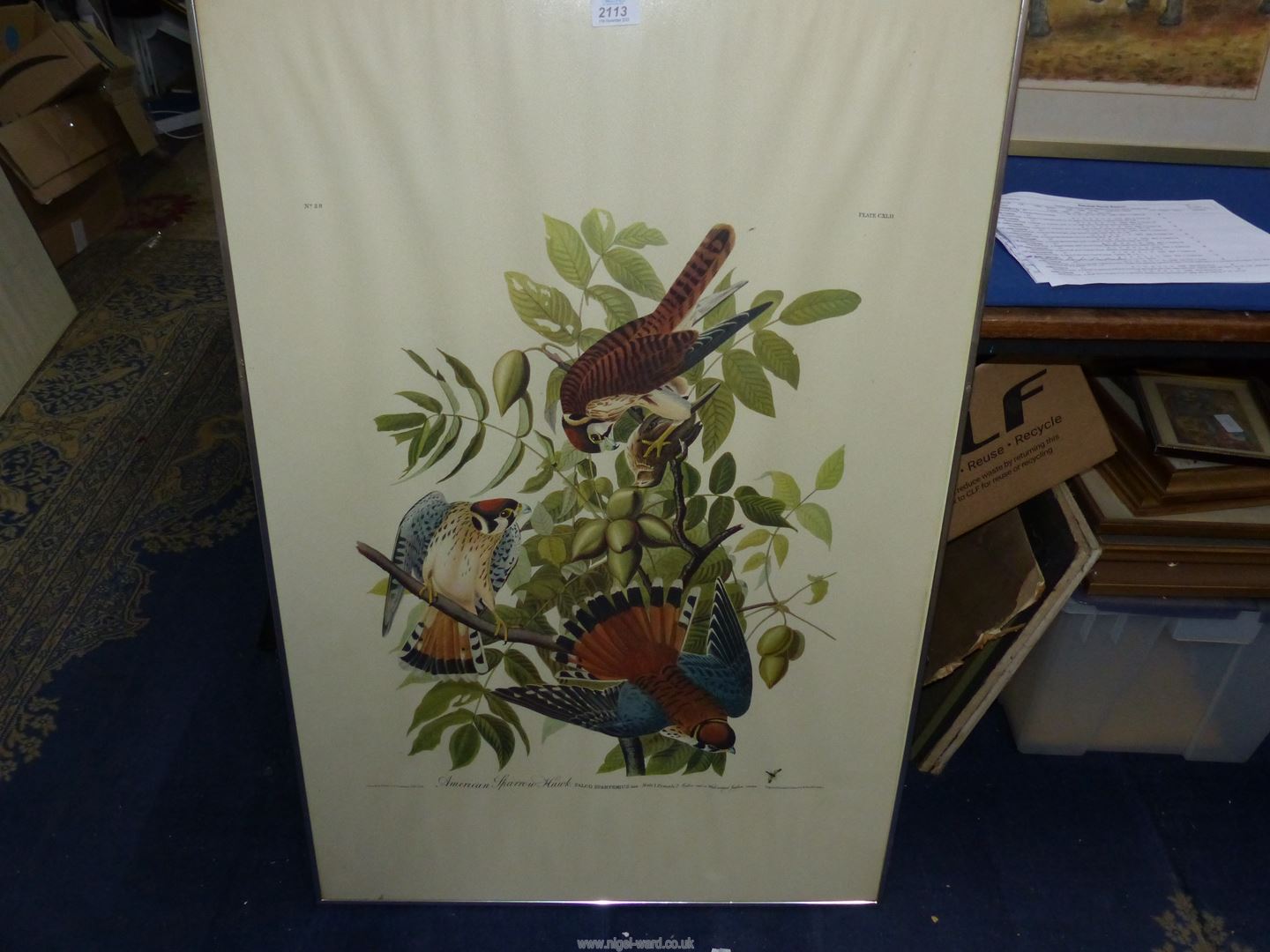 A framed J.J. Audubon print, no. 29, plate CXLII, 'American Sparrow hawk', 39" x 26".