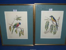 A pair of framed Prints of birds to include; Konigsglanzstar and Gebirgslori.