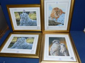 Four Stephen Gayford Prints to include "White Prince", "Ready to Pounce", etc.