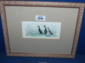 A framed Elizabeth Boreham Watercolour and chroma titled verso "Four Runner Ducks", 12 1/2" x 10".
