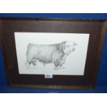 A framed pencil drawing of a Hereford Bull, unsigned, 17 3/4" x 14".