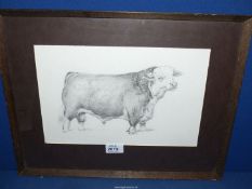 A framed pencil drawing of a Hereford Bull, unsigned, 17 3/4" x 14".