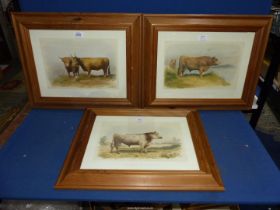 Three pine framed prints of Bulls including 'Taureau De Durham',