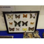 A framed taxidermy of twelve butterfly's