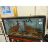 A cased taxidermy display,