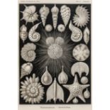 Biologie - Zoologie - - Haeckel,