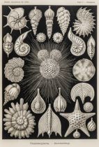 Biologie - Zoologie - - Haeckel,