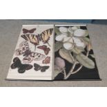 Two canvas poster scrolls depicting nature sketches including butterflies and flowers. Approx.