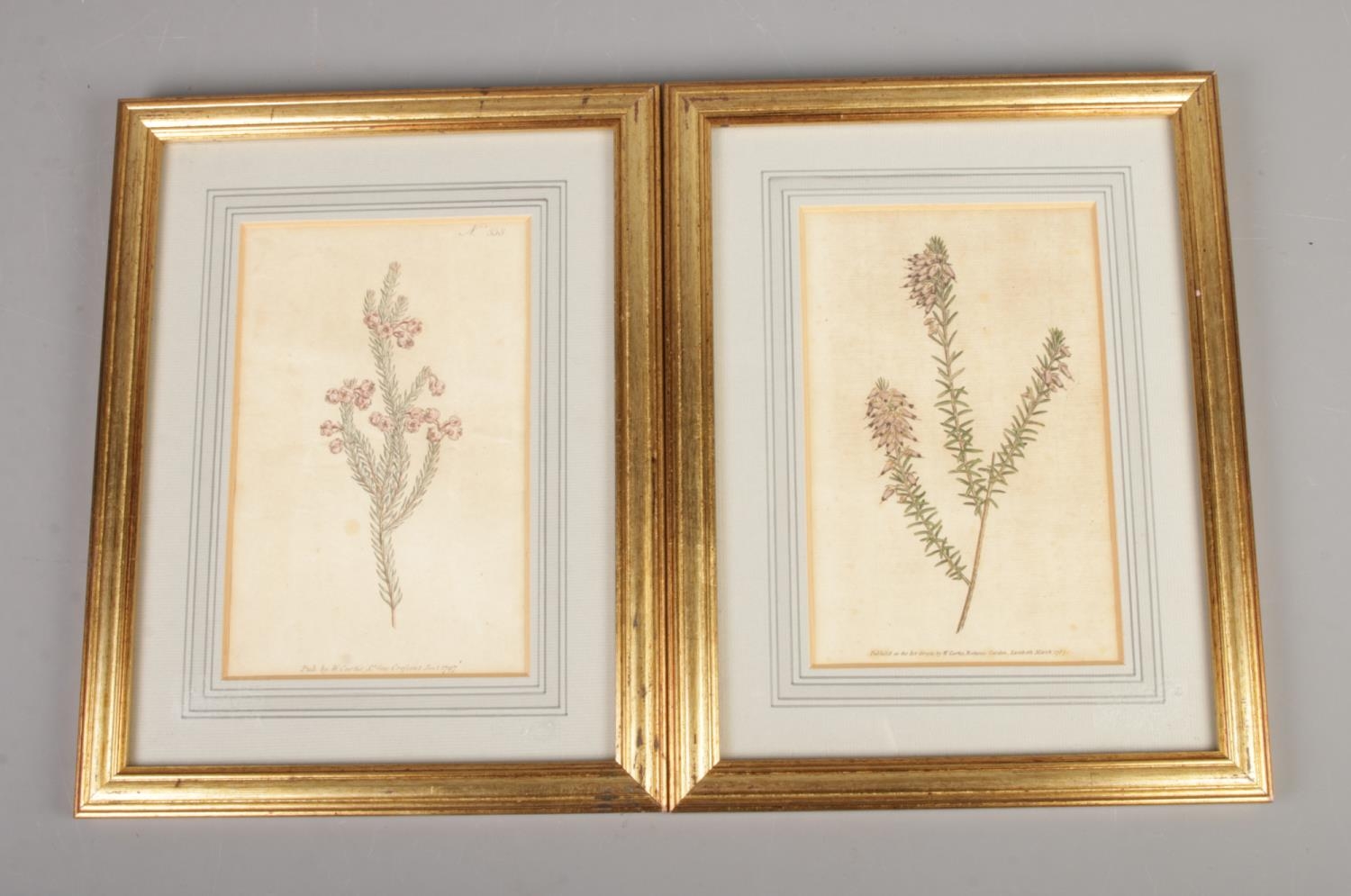 Two 18th century botanical colour engravings both published by W. Curtis at St. George's Crescent