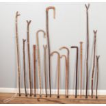 A quantity of walking sticks and shepherd crooks. Including curved handle examples, etc.