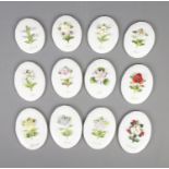 Coalport flower of the month plaques all having various flowers labelled with each month on white