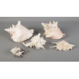 A collection of large sea shells/conch shells