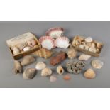 A collection of sea shells including oyster shells and conch shells