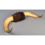 A pair of mounted cattle horns, 71cm wide.