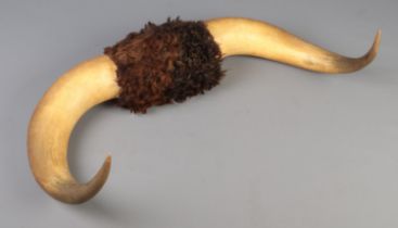 A pair of mounted cattle horns, 71cm wide.