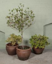 Three large terracotta planters to include potted plants.