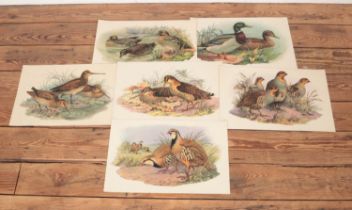 Six lithographs depicting various birds, possibly French. Inlcudes mallard, woodcock, teal, etc.