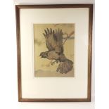 A framed watercolour depicting a blackbird in flight by artist RALSTON GUDGEON (1910-1984),