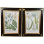 Pair of botanical engravings after Johann Wilhelm Weinmann