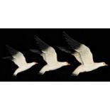 Three Beswick Graduated Wall hanging Seagulls