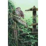 Dr. Jeremy Paul (British 1954-) "Little Owl"