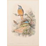 After John Gould, J. Wolf & H.C. Richter Petrocincla Saxatilis (Common Rock Thrush)