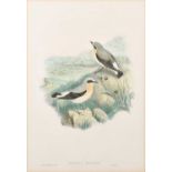 After John Gould, J. Wolf & H.C. Richter Saxicola Cenanthe (Wheateater)