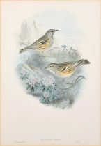 After John Gould, J. Wolf & H.C. Richter Three Lithographs, Petrocincla Saxatilis, Saxicola Cenanthe