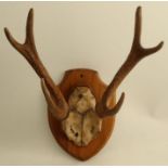A pair of mounted antlers, on a section of skull, mounted on a mahogany sheild