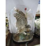 A  Victorian taxidermy model, of a sparrowhawk,  under a glass dome