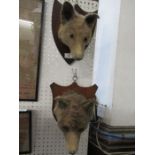 Two taxidermy fox masks, on shield backs