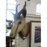 A taxidermy Springbok head