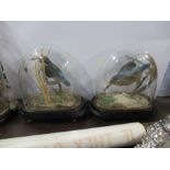 Two Victorian taxidermy models, of kingfishers, under a glass domes