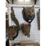 A collection of taxidermy, to include three mounted fox masks and brush and a paw