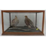 A cased taxidermy model, of two partridge, in glazed case, 19.75ins x 12ins, height 11.75ins