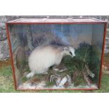 A P Spicer & Son Leamington 1924, a cased taxidermy display, of a badger in naturalistic setting,