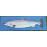 A carved wooden half model of a fish, on a board, inscribed 37lbs caught at Carron, Morayshire on