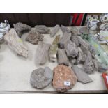 A collection of petrified wood and fossils