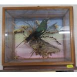 A cased taxidermy model, Humming Bird in naturalistic setting, 10ins x 11.75ins, depth 5ins