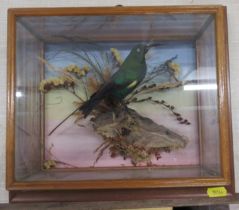 A cased taxidermy model, Humming Bird in naturalistic setting, 10ins x 11.75ins, depth 5ins