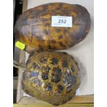 Two tortoise shells