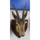 A taxidermy mounted head of an Indian Gazelle, with antlers, on a wooden shield, inscribed Saugor