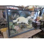 A cased taxidermy model, of an Albino Badger, by Henry Ward, London