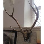 A large pair of six point mounted stag antlers