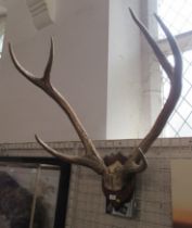 A large pair of six point mounted stag antlers