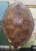 A turtle shell, length 16.5ins