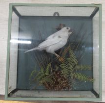 A cased taxidermy model, Sparrow in naturalistic setting, April 1924, 7.75ins x 7.5ins, depth 3.5ins